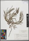 Foto von Salix viminalis L.